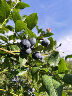 ecotube blueberries