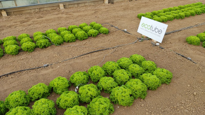 ecotube salad row